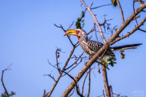 African Bird 7