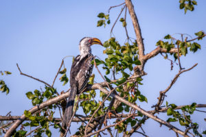 African Bird 8