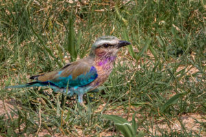 African Bird3