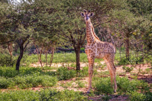 Baby Giraffe