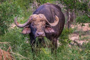 Buffalo2