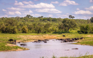 Buffalos and hippos