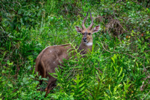 Bush Buck