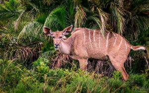 Female Kudu