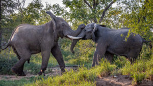 Fighting Elephants