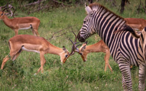 Fighting Impalas