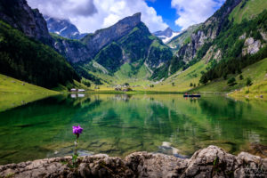 Flower at Seealpsee