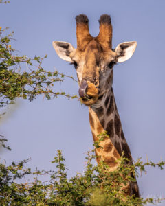 Giraffe