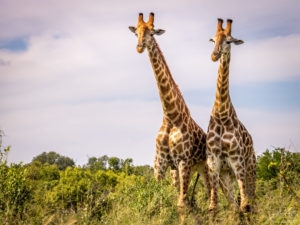 Giraffes2