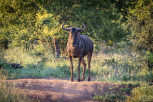 Gnu