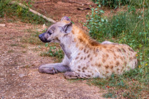 Hyena