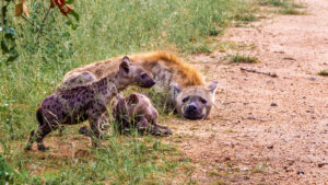 Hyenas