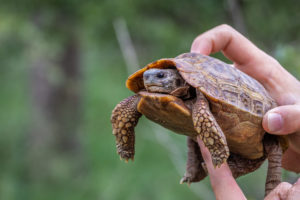 Leopard Turtle