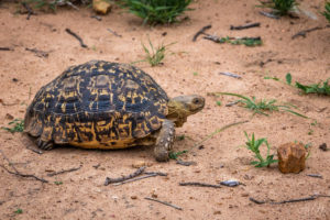 Leopard Turtle2