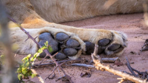 Lion Paws