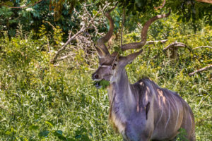 Male Kudu