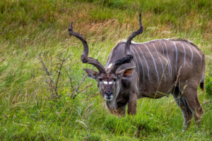 Male Kudu1