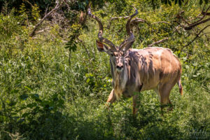 Male Kudu2