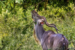 Male Kudu3