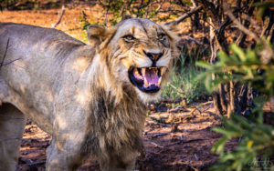 Male Lion