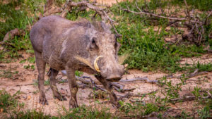 Old Female Warthog