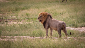 Peeing Lion