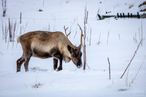 Reindeer