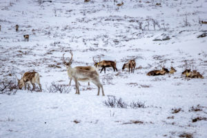 Reindeer Herd