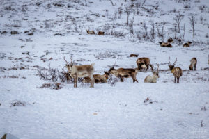 Reindeers