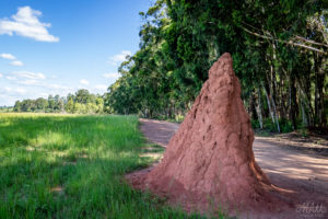 Termites