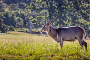 Water Buck