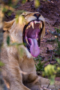 Yawning Lion