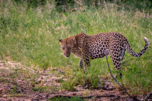 Young Leopard