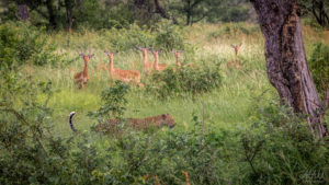 Young Leopard and Impalas