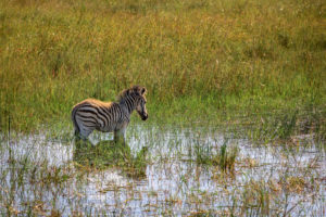 Young Zebra