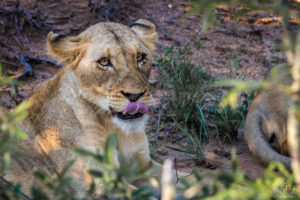 Young female lion