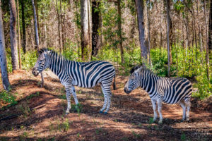 Zebras