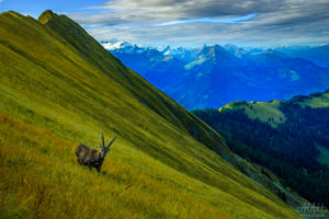 Alpine Ibex Posing4