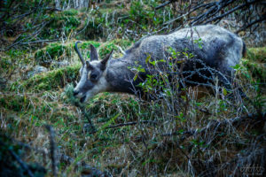 Chamois with a fractured horn eating