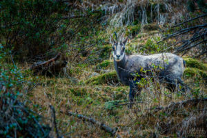 Curious chamois with a fractured horn