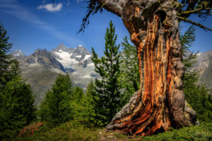 Damaged Tree and Glacier