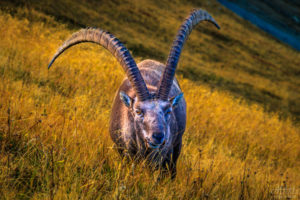 Dangerous Alpine Ibex