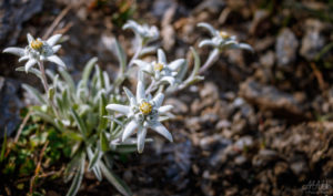 Edelweiss