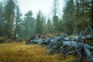 Fallen tree