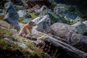 Marmot