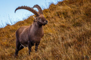 Proud Alpine Ibex