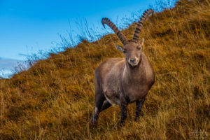 Smiling Alpine Ibex