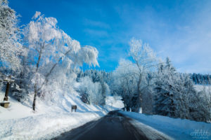 Snow in the Black Forest