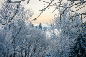 View through the Forest