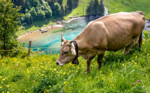 Cow in front of a lake